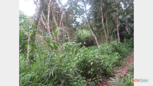 Ndepou, Cameroon (3)